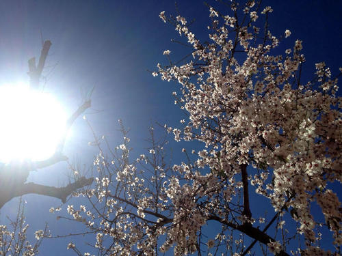 桜に似たアーモンドの花