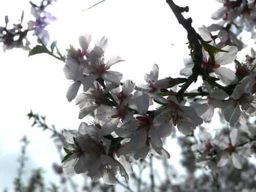 桜よりもすこし控えめな姿をしている気がします...