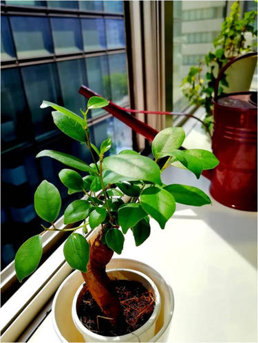こんなにかわいらしい植物があちらこちらに、さりげなく。