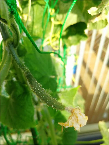 花が咲き、膨らんできたきゅうりの実に心が躍る。