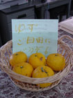 08112003s.jpg