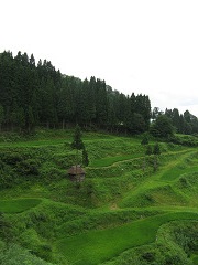 棚田